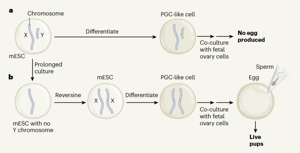 Nature正式发表:干细胞技术创造出来自两个父亲的小鼠,还能正常生育