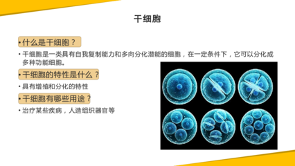科学 技术 社会 干细胞和造血干细胞研究 课件(20张PPT)